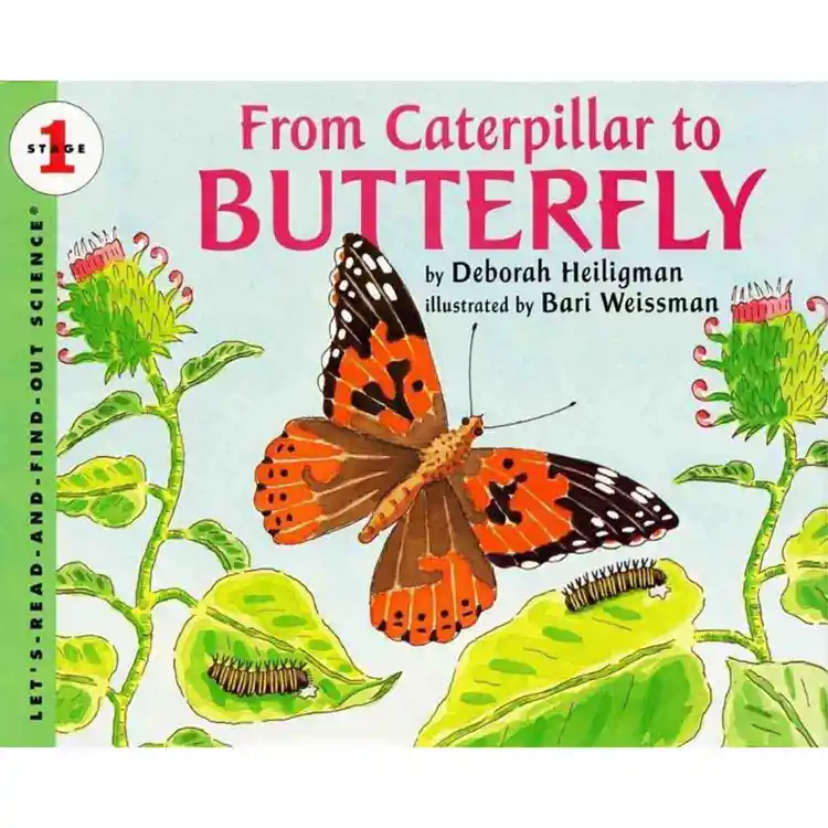 From Caterpillar to Butterfly