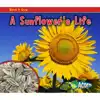 A Sunflower's Life
