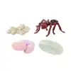 Ant Life Cycle Stages