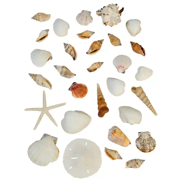 Seashells