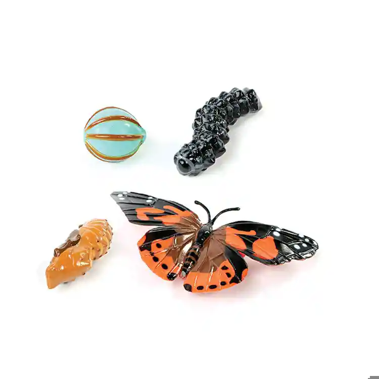 Butterfly Life Cycle Stages