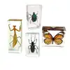 Insect Specimen Set