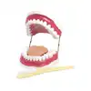 Oral Hygiene Model