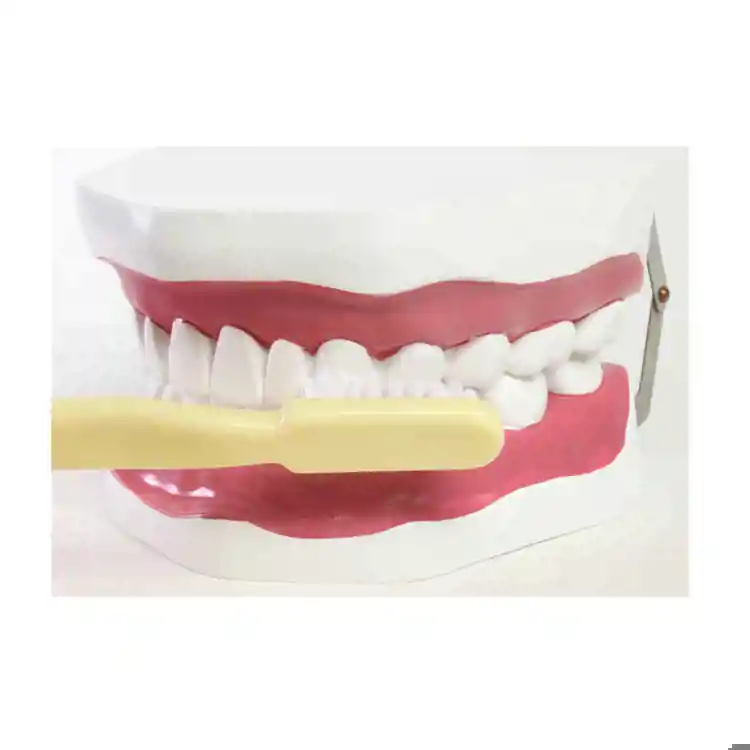 Oral Hygiene Model