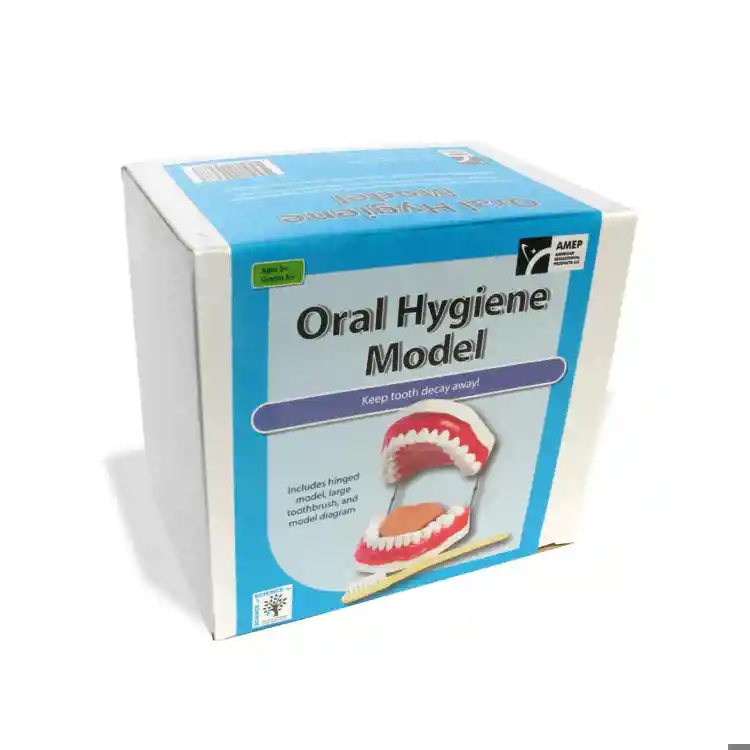 Oral Hygiene Model