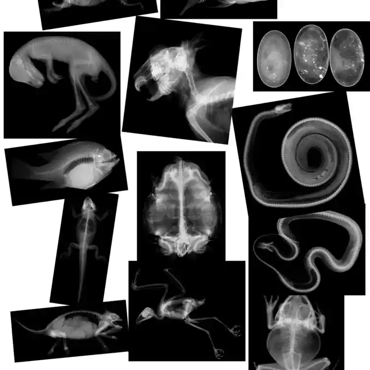 True to Life Animal X-Rays