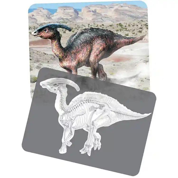 Dinosaur Picture Cards & X-Rays