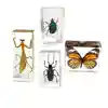 Insect Specimen Set