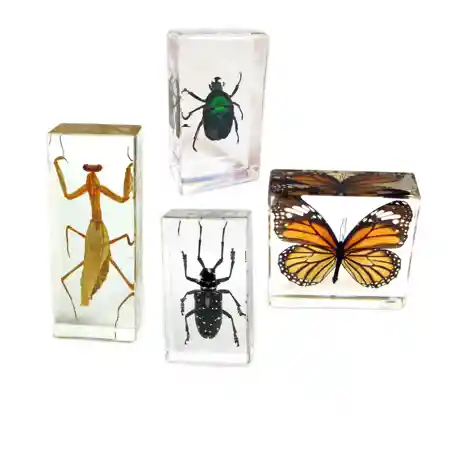 Insect Specimen Set