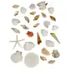 Seashells