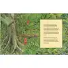 The Great Kapok Tree