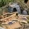 Wooden Dinosaurs