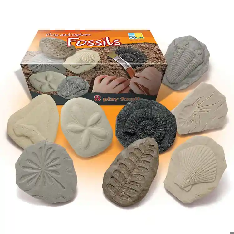 Fossil Stones