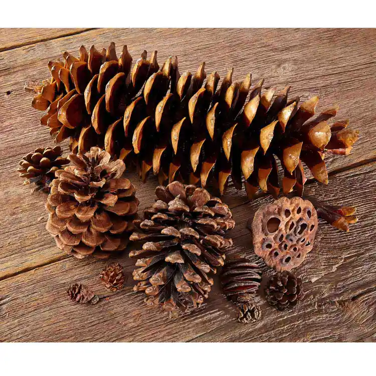 Pinecones & Seedpods