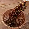 Pinecones & Seedpods