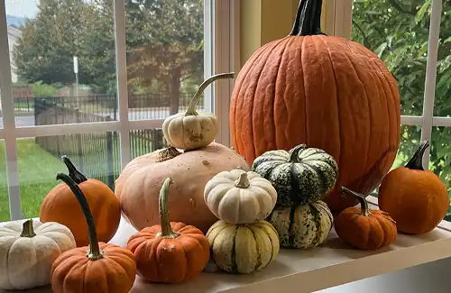 Pumpkin Math Activity