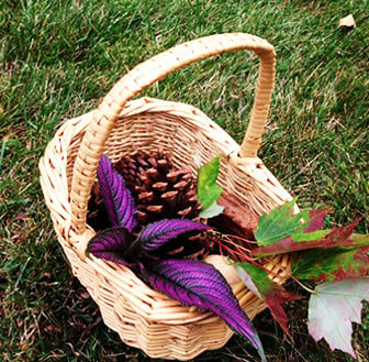 Basket of pinecones, leaves & seed pods on grass